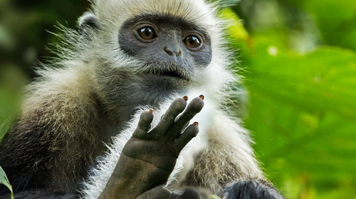 【遇见广西·在野寻鲸记6日】南宁进北海散野奢高端+跨国瀑布+小众雨林秘境+白头叶猴科考+出海追布氏鲸+火山地质科普+亲子赶海+全程高标酒店+崇左/北海/涠洲岛6日亲子