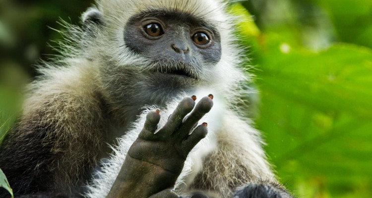 【遇见广西·在野寻鲸记6日】南宁进北海散野奢高端+跨国瀑布+小众雨林秘境+白头叶猴科考+出海追布氏鲸+火山地质科普+亲子赶海+全程高标酒店+崇左/北海/涠洲岛6日亲子