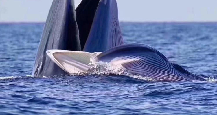 【遇见广西·在野寻鲸记6日】南宁进北海散野奢高端+跨国瀑布+小众雨林秘境+白头叶猴科考+出海追布氏鲸+火山地质科普+亲子赶海+全程高标酒店+崇左/北海/涠洲岛6日亲子