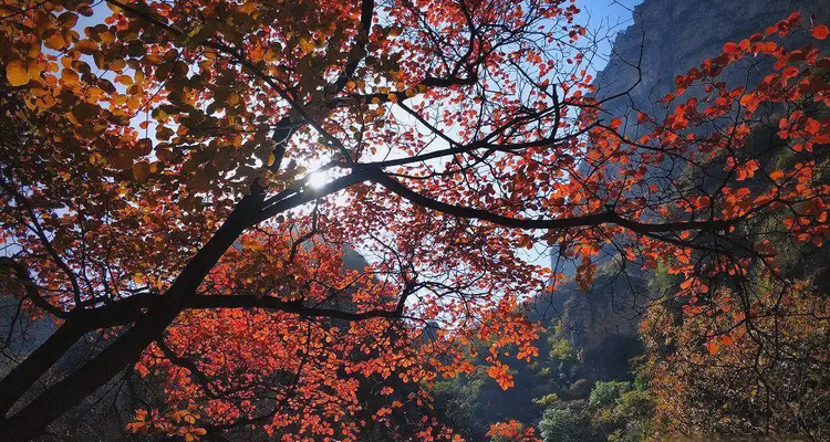 【北京一周一山·蚕姑坨】初级丨12公里丨探索"北方小张家界"的野性秘境：秋日红柿挂枝，南天门传说震撼人心+穿越自然与传说的壮丽画卷~