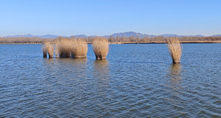 【北京一周一山·野鸭湖】休闲摄影丨6公里徒步丨蒹霞苍苍，白露为霜丨秋冬限定金色芦苇荡+闲逛永宁古城