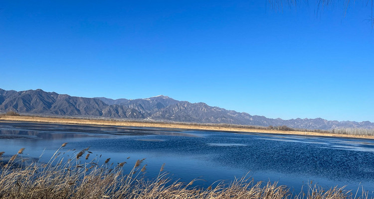 【北京一周一山·野鸭湖】休闲摄影丨6公里徒步丨蒹霞苍苍，白露为霜丨秋冬限定金色芦苇荡+闲逛永宁古城