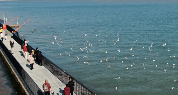 【“鸥”遇天津】休闲摄影丨冬日季节限定丨老码头邂逅西伯利亚海鸥+大梁子轮渡+滨海图书馆+东疆亲海公园赏落日余晖