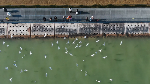 【“鸥”遇天津】休闲摄影丨冬日季节限定丨老码头邂逅西伯利亚海鸥+大梁子轮渡+滨海图书馆+东疆亲海公园赏落日余晖
