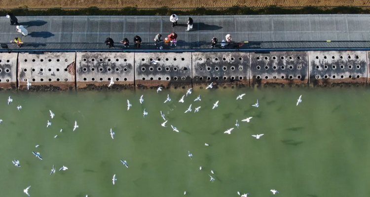 【“鸥”遇天津】休闲摄影丨冬日季节限定丨老码头邂逅西伯利亚海鸥+大梁子轮渡+滨海图书馆+东疆亲海公园赏落日余晖