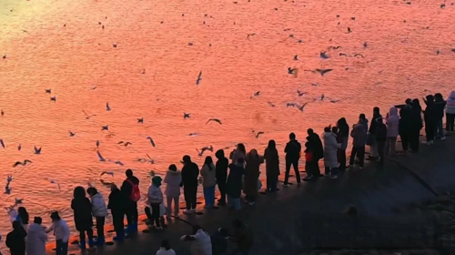 【“鸥”遇天津】休闲摄影丨冬日季节限定丨老码头邂逅西伯利亚海鸥+大梁子轮渡+滨海图书馆+东疆亲海公园赏落日余晖