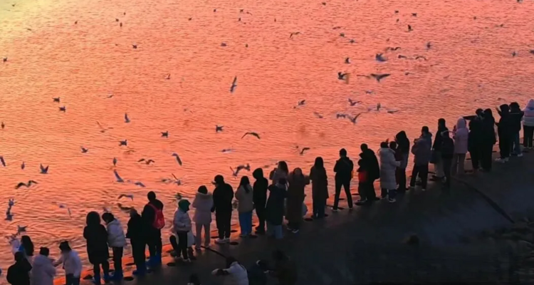 【“鸥”遇天津】休闲摄影丨冬日季节限定丨老码头邂逅西伯利亚海鸥+大梁子轮渡+滨海图书馆+东疆亲海公园赏落日余晖