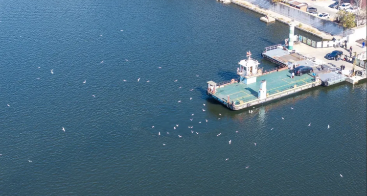 【“鸥”遇天津】休闲摄影丨冬日季节限定丨老码头邂逅西伯利亚海鸥+大梁子轮渡+滨海图书馆+东疆亲海公园赏落日余晖