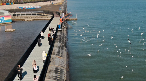 【“鸥”遇天津】休闲摄影丨冬日季节限定丨老码头邂逅西伯利亚海鸥+大梁子轮渡+滨海图书馆+东疆亲海公园赏落日余晖