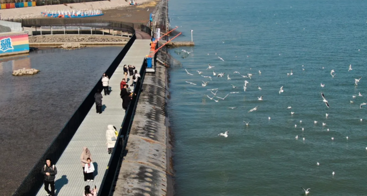 【“鸥”遇天津】休闲摄影丨冬日季节限定丨老码头邂逅西伯利亚海鸥+大梁子轮渡+滨海图书馆+东疆亲海公园赏落日余晖