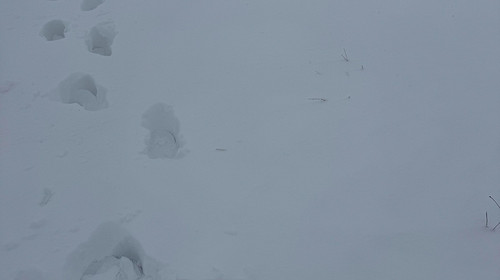 【北京一周一山·麻田岭】探秘童话森林雪景+置身于北方的林海雪原+冬日徒步体验感满分！