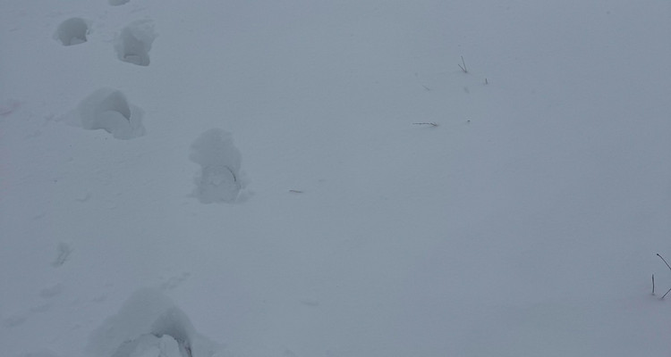 【北京一周一山·麻田岭】探秘童话森林雪景+置身于北方的林海雪原+冬日徒步体验感满分！