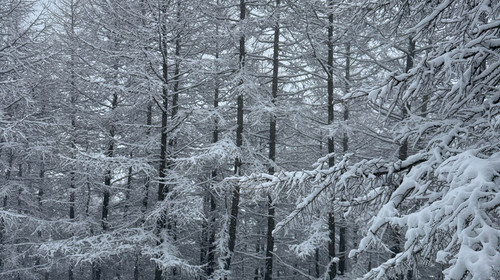 【北京一周一山·麻田岭】探秘童话森林雪景+置身于北方的林海雪原+冬日徒步体验感满分！