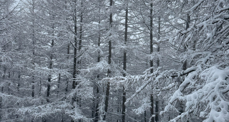 【北京一周一山·麻田岭】探秘童话森林雪景+置身于北方的林海雪原+冬日徒步体验感满分！