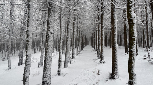 【北京一周一山·麻田岭】探秘童话森林雪景+置身于北方的林海雪原+冬日徒步体验感满分！