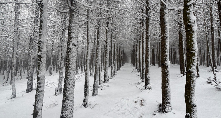 【北京一周一山·麻田岭】探秘童话森林雪景+置身于北方的林海雪原+冬日徒步体验感满分！