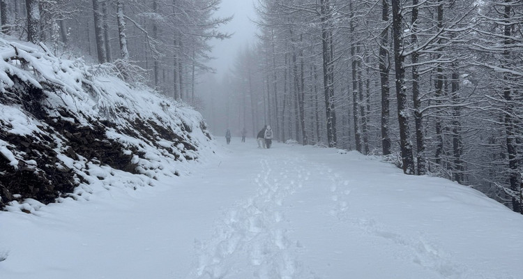 【北京一周一山·麻田岭】探秘童话森林雪景+置身于北方的林海雪原+冬日徒步体验感满分！