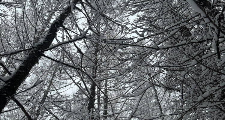 【北京一周一山·麻田岭】探秘童话森林雪景+置身于北方的林海雪原+冬日徒步体验感满分！