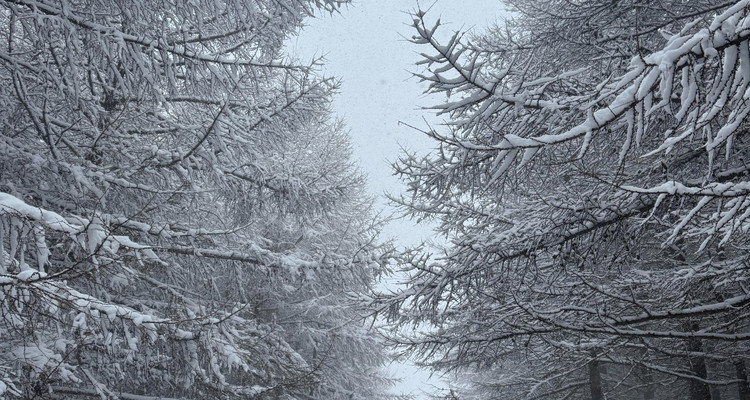 【北京一周一山·麻田岭】探秘童话森林雪景+置身于北方的林海雪原+冬日徒步体验感满分！