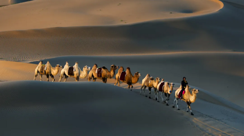 【初见内蒙·畅游沙漠3日】库布齐07沙漠公路+越野车深度穿越+畅玩响沙湾+光伏森林+特色骆驼宴+美岱召+内蒙古博物院+38人舒适团