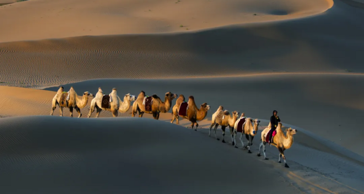 【初见内蒙·畅游沙漠3日】库布齐07沙漠公路+越野车深度穿越+畅玩响沙湾+光伏森林+特色骆驼宴+美岱召+内蒙古博物院+38人舒适团