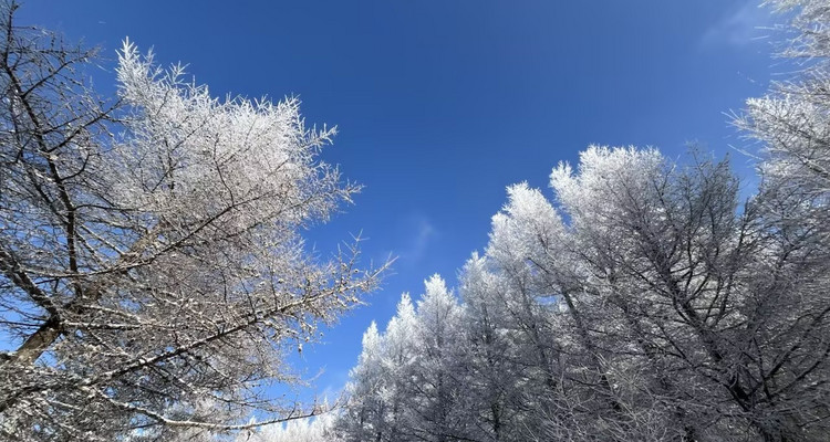 【北京一周一山·桦皮岭】漫步白桦林+打卡童话世界~