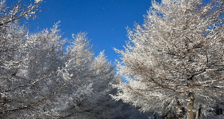 【北京一周一山·桦皮岭】漫步白桦林+打卡童话世界~