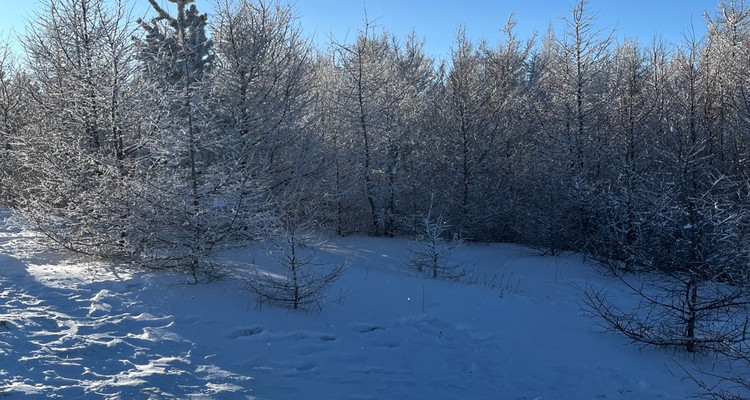 【北京一周一山·桦皮岭】漫步白桦林+打卡童话世界~