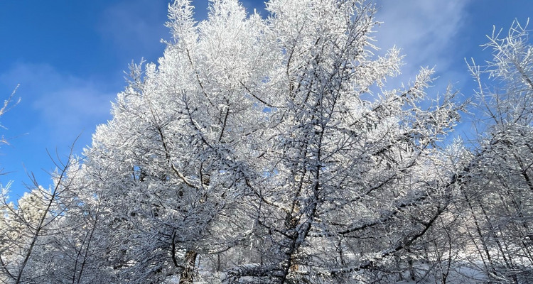【北京一周一山·桦皮岭】漫步白桦林+打卡童话世界~