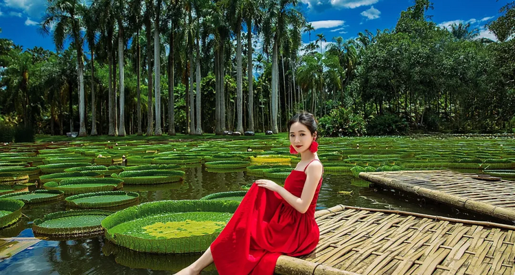 【又见云南·象往版纳7日】昆明+普洱+太阳河小熊猫+景迈山+西双版纳+总佛寺+野象谷+中科院+热带雨林徒步+星光夜市7日游