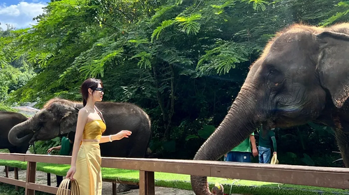 【又见云南·象往版纳7日】昆明+普洱+太阳河小熊猫+景迈山+西双版纳+总佛寺+野象谷+中科院+热带雨林徒步+星光夜市7日游