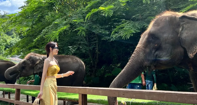 【又见云南·象往版纳7日】昆明+普洱+太阳河小熊猫+景迈山+西双版纳+总佛寺+野象谷+中科院+热带雨林徒步+星光夜市7日游