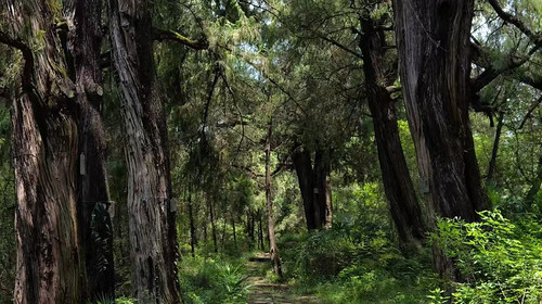 【千年蜀道·5日4晚】徒步43KM 梦回三国/ 打卡剑门关 +金牛古道 +汉阳古蜀道+翠云廊+昭化古城+千佛崖/2晚温泉酒店入住