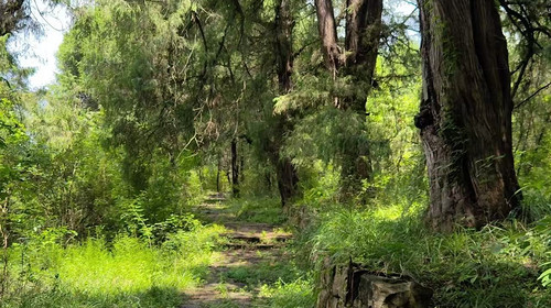 【千年蜀道·5日4晚】徒步43KM 梦回三国/ 打卡剑门关 +金牛古道 +汉阳古蜀道+翠云廊+昭化古城+千佛崖/2晚温泉酒店入住