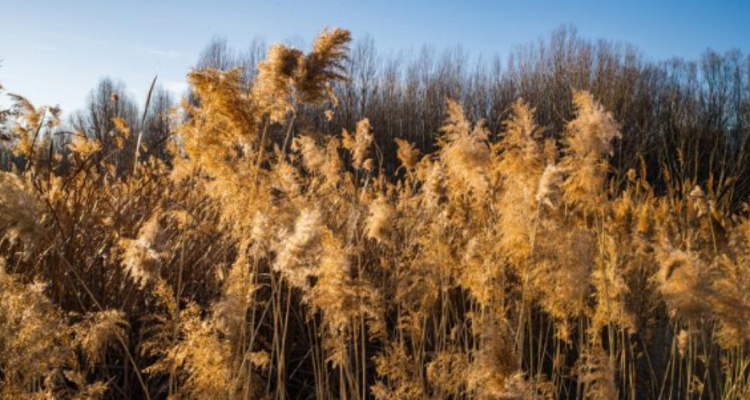【北京一周一山·妫水河踏冰】冬季恋歌的秘密基地+踏冰探幽+探索京郊贝加尔湖的冬日画卷！
