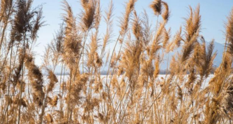 【北京一周一山·妫水河踏冰】冬季恋歌的秘密基地+踏冰探幽+探索京郊贝加尔湖的冬日画卷！