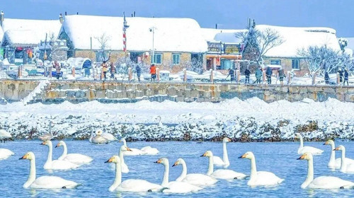 【浪漫半岛·山海漫游5日】春节特辑丨雪与海之歌丨畅游烟台+威海+蓬莱阁+烟墩角天鹅+布鲁威斯号沉船+火炬八街+青州古城中国年+驼山石窟+青州博物馆+纯玩休闲游