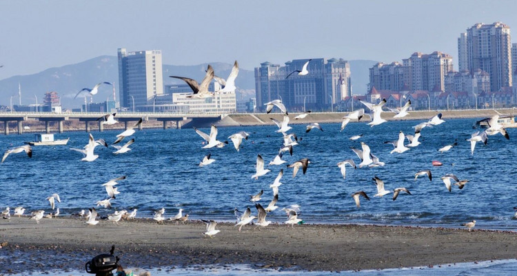 【浪漫半岛·山海漫游5日】春节特辑丨雪与海之歌丨畅游烟台+威海+蓬莱阁+烟墩角天鹅+布鲁威斯号沉船+火炬八街+青州古城中国年+驼山石窟+青州博物馆+纯玩休闲游