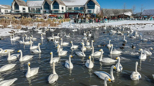 【浪漫半岛·山海漫游5日】春节特辑丨雪与海之歌丨畅游烟台+威海+蓬莱阁+烟墩角天鹅+布鲁威斯号沉船+火炬八街+青州古城中国年+驼山石窟+青州博物馆+纯玩休闲游