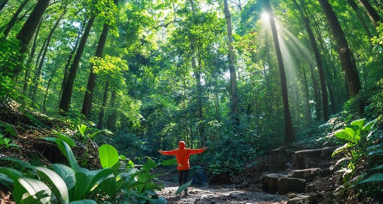 【徒步华夏第二十二站 · 版纳茶山站】基诺山雨林徒步+景迈山古茶园徒步+景真八角亭+翁基古寨+景迈山糯干古寨+湄公河星光夜市+专业摄影师跟拍航拍+5日徒步