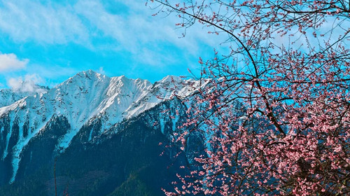 【西藏印象·桃花秘境6日】林芝+索松村+南迦巴瓦+波密桃花沟+嘎拉桃花村+高山牧场下午茶+雅鲁藏布江大峡谷+然乌湖+来古冰川+波密岗乡云杉林徒步+鲁朗小镇+无人机航拍纯玩6日