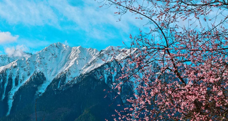 【西藏印象·桃花秘境6日】林芝+索松村+南迦巴瓦+波密桃花沟+嘎拉桃花村+高山牧场下午茶+雅鲁藏布江大峡谷+然乌湖+来古冰川+波密岗乡云杉林徒步+鲁朗小镇+无人机航拍纯玩6日