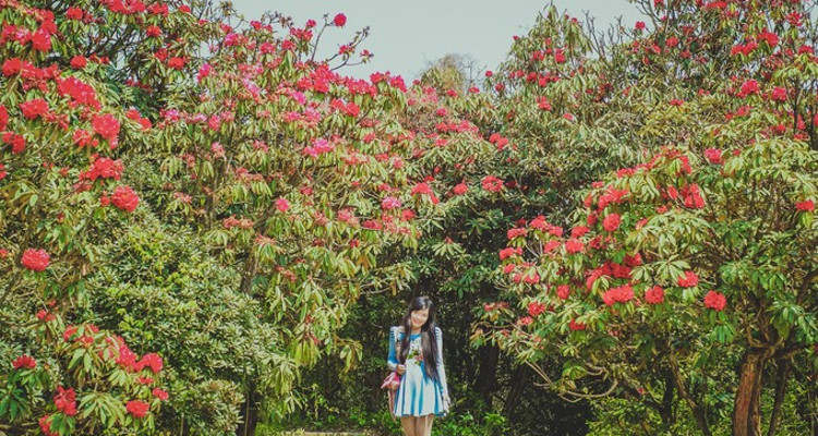 【遇见贵州·花海黔境7日】百里杜鹃+贵阳+黔西+乌江寨+赤水四洞沟+赤水大瀑布+佛光岩+十二背后双河洞+地下裂缝+摇橹船+非遗演出+2-8人小包团&8人拼团7日游