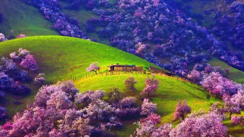 【绝色新疆-伊犁杏花 】伊犁杏花+吐尔根+ 那拉提冰百合+ 大西沟杏花+ 独山子大峡谷+ 赛里木湖+2-8人+6日游