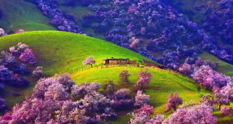 【绝色新疆-伊犁杏花 】伊犁杏花+吐尔根+ 那拉提冰百合+ 大西沟杏花+ 独山子大峡谷+ 赛里木湖+2-8人+6日游