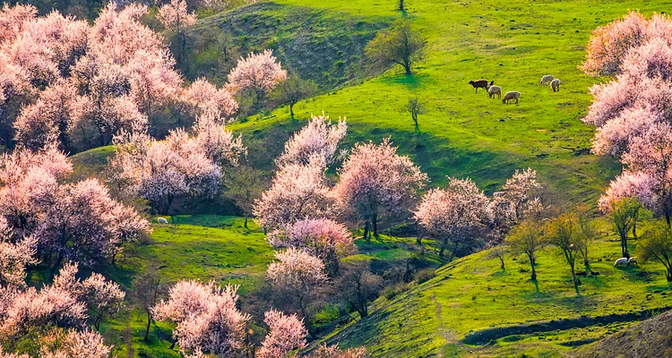【绝色新疆-伊犁杏花 】伊犁杏花+吐尔根+ 那拉提冰百合+ 大西沟杏花+ 独山子大峡谷+ 赛里木湖+2-8人+6日游
