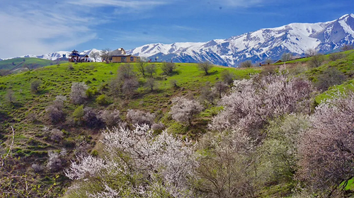 【绝色新疆-伊犁杏花 】伊犁杏花+吐尔根+ 那拉提冰百合+ 大西沟杏花+ 独山子大峡谷+ 赛里木湖+2-8人+6日游