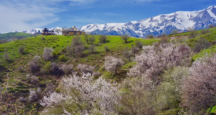 【绝色新疆-伊犁杏花 】伊犁杏花+吐尔根+ 那拉提冰百合+ 大西沟杏花+ 独山子大峡谷+ 赛里木湖+2-8人+6日游