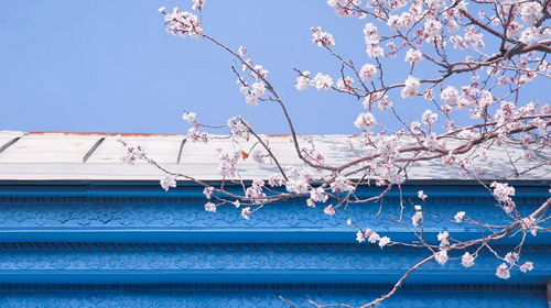 【绝色新疆-伊犁杏花 】伊犁杏花+吐尔根+ 那拉提冰百合+ 大西沟杏花+ 独山子大峡谷+ 赛里木湖+2-8人+6日游