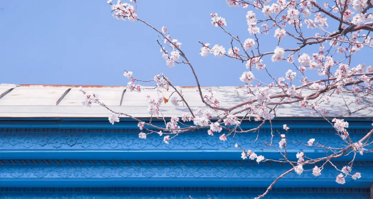 【绝色新疆-伊犁杏花 】伊犁杏花+吐尔根+ 那拉提冰百合+ 大西沟杏花+ 独山子大峡谷+ 赛里木湖+2-8人+6日游